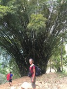 Bamboo in Colombia?